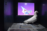 Pigeons make Stained Glass Art