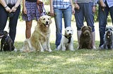 Matt Davies Stockton image of five dogs with their owners.
