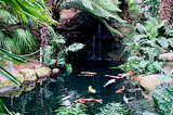 Several coi carp swim in a pond surrounded by ferns and palm trees