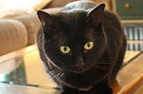 photo of little black cat Zoey