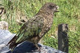 How Bruce The Broken Beaked Kea Became King Of His Circus