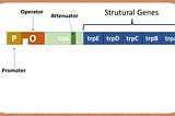 Regulation of Gene Expression of TRYPTOPHANO OPERON