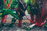 How to Get Started with Gardening