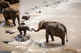 1000 words about elephants