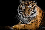 The Majesty of the Tiger: A Reflection on Strength and Survival