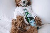 A photo of a shaggy dog lying on it’s back on a white bed. The dog is wearing a dressing gown, and holding a green bottle of Pellegrino water. Looking chill.