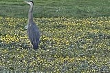 Here are some more updates on great blue herons. Here they’re mostly hunting bottas pocket gophers.