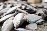 Fish — Sea Food, how is is stored and handled