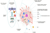 Harnessing the immune system to turn cold tumors hot