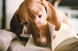 A dog reading a book