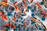 How microbiota improve immunotherapy | Microbiota | MoArticle