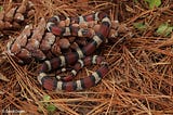 Mimicry and Illusion: How the Kingsnake Tricks Its Predators