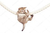 Hang in there cat