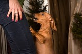 5 Ways To Teach Your Dog to Stop Barking