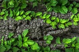 Bright green leaves growing on vines that crawl over top of an old tree trunk.