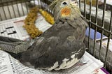 Elderly brown female cockatiel in the process of dying in her cage.