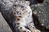Lovely, the Snow Leopard