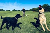 A Letter from Austin #30: The Amazing Henry