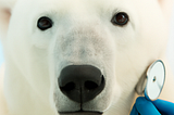 Finding all the Snowflake Best Practices & Recommendations