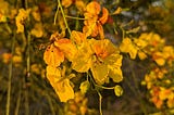 Closeup of yellow blooms on a Palo Verde tree