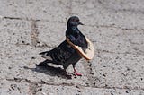 Pigeon with a slice of bread around its neck