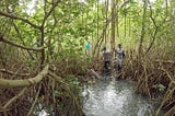 Mangroves in danger of long-term survival