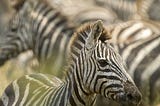 Why People want to spend their Holidays in Africa?