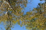 Beautiful and free view of sky and trees — Cerveira — Portugal