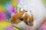 Can Guinea Pigs Get Hiccups?