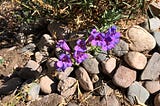 The purple flowers of a Margarita bop, perfect for hummingbirds