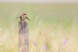 A small bird sitting on a pole and flapping its wings.