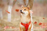 Javascript for Shibas (Javascript Cheatsheet)