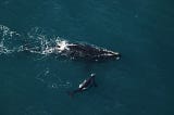 Two North Atlantic right whales — a mother and calf — identified by an aerial survey team.