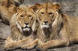 2 maned lions snuggling, looking into the camera.