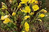 Spiritual Gardens- Northern Primrose