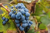 What’s Malbec Wine?: Learn 11 Facts about Malbec Wine
