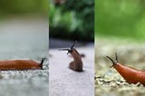 Dræbersnegle overalt: Gode råd til at beskytte haven mod dræbersneglen