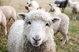 On Sheep and Software Professionals