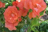 Some Roses I Have Known…