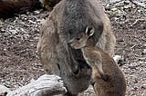 Mum’s Unconditional Love Allows Little Joey To Bloom