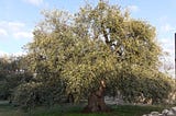 Olive tree