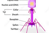 How to Genetically Modify a phage for Medical Purposes