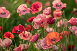 Poppies in Art and Photography: A Symbolic Exploration