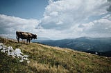 The Future of Self-driving Cows