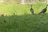 Two wild turkeys and a liter of little turkeys forage high grass.