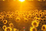 Sunshine comes to those who feel the rain…