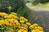 Gold tansy flowers glow in the sun at the edge of a driveway with green trees and blue sky beyond