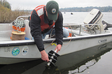 Invasive freshwater mussel monitoring ramping up in Washington waters