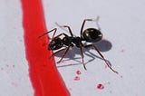 A black ant inspecting a red line.