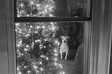 An alert dog perched on a chair next to a Christmas tree looks out the window at viewer.